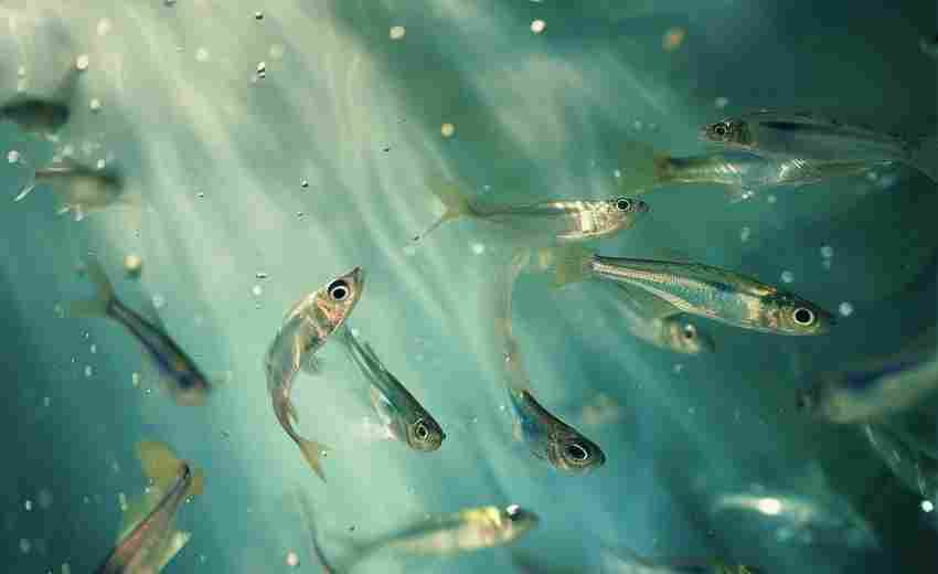 蘿崗區(qū)的城市發(fā)展與產(chǎn)業(yè)優(yōu)勢(shì)如何為SEO優(yōu)化提供支持？