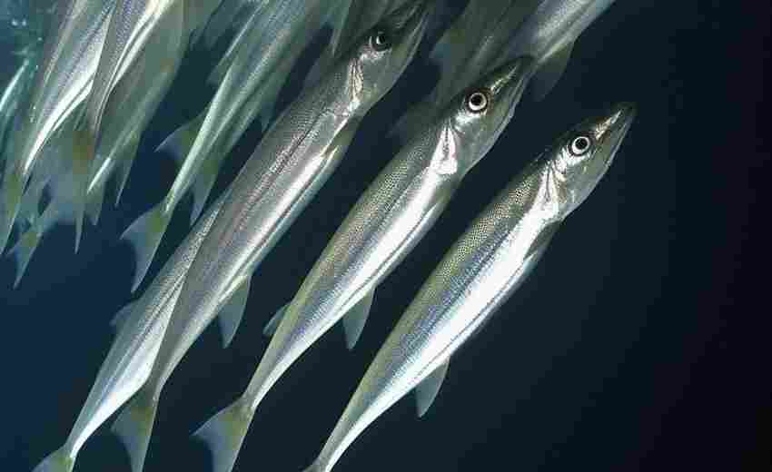 如何獲取江津區(qū)的SEO資源？