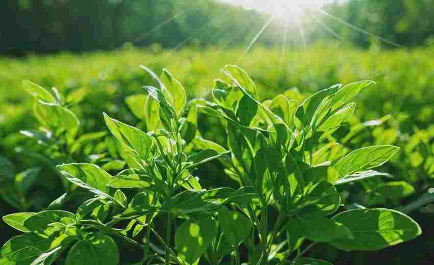 藥材種植類(lèi)網(wǎng)站建設(shè)中數(shù)據(jù)展示模塊的選擇技巧