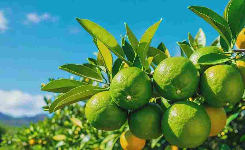 湖南江永縣農(nóng)特產(chǎn)品電商網(wǎng)站如何實現(xiàn)高效轉(zhuǎn)化