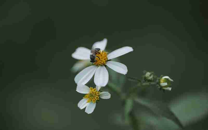 wordpress調(diào)用當著文章tag標簽_wordpress自定義頁面模板