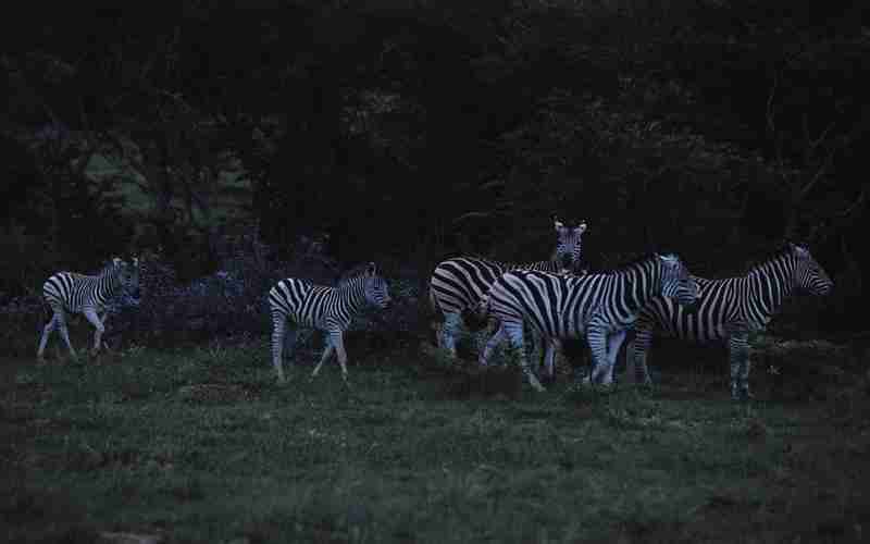 dedecms field 判斷;dedecms判斷不顯示