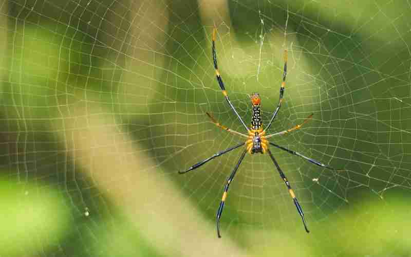 WordPress自動readmore、wordpress php