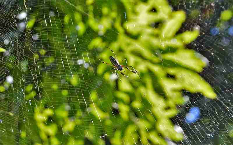 騰訊云服務(wù)器分配的ip地址嗎 服務(wù)器ip地址怎么查